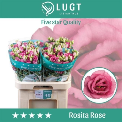 Jícnovka G ROSITA ROSE PINK 70cm/5+