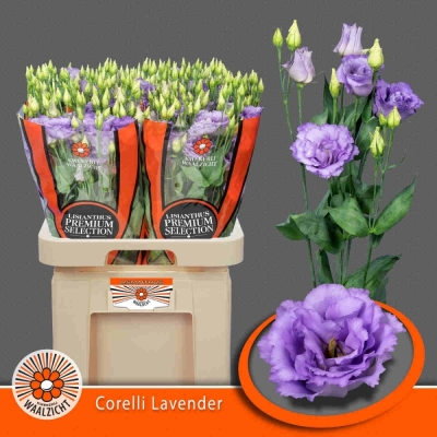 Jícnovka RUSSELLIANUM G CORELLI LAVENDER