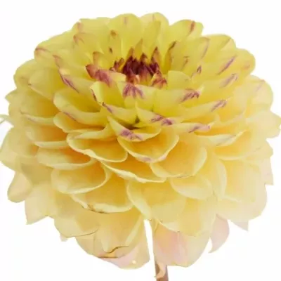 Jiřina DEC YELLOW JILL 55cm