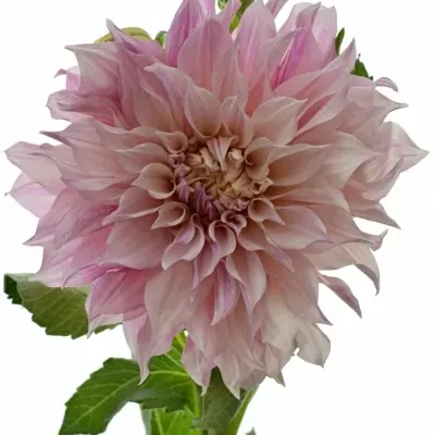 Jiřinka DAHLIA CAFE AU LAIT 65cm