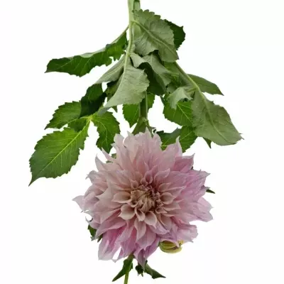 Jiřinka DAHLIA CAFE AU LAIT 65cm