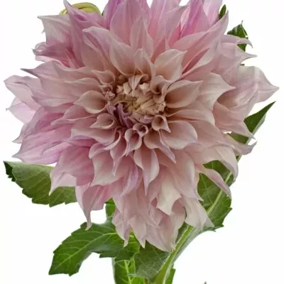 Jiřinka DAHLIA CAFE AU LAIT 65cm