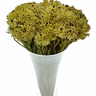 KAAPS GROEN 50cm