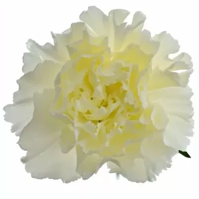 Karafiát ST CREAM ISAC 65cm