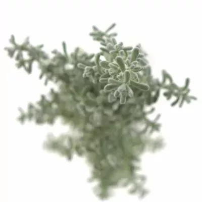 KOCHIA SCOPARIA 