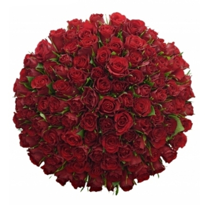 Kytica 100 červených ruží RED CALYPSO 50cm