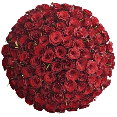 Jednodruhová kytice 100 červených růží RED RIBBON 50 cm