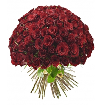 Kytice 100 červených růží RED RIBBON 50cm