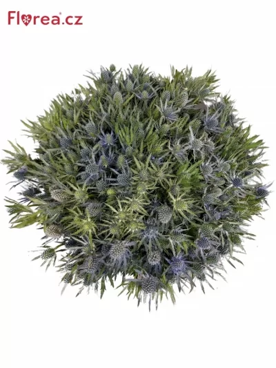 Kytice 100 eryngium