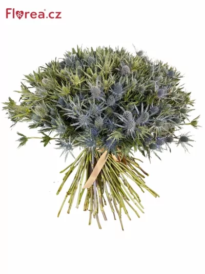 Kytice 100 eryngium