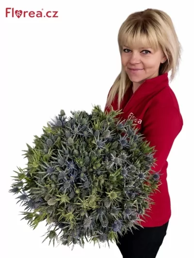 Kytice 100 eryngium