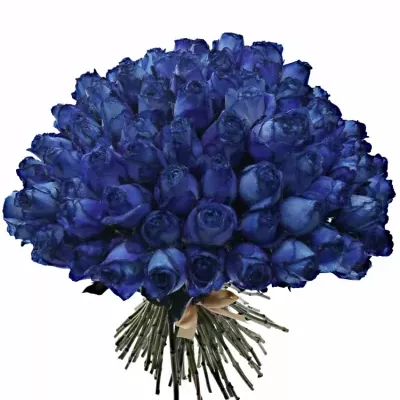 Kytice 100 modrých růží BLUE QUEEN OF AFRICA 50cm 