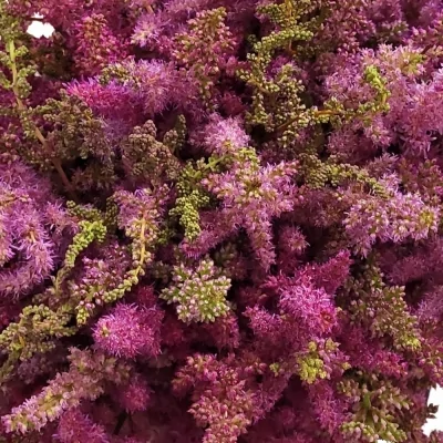 Kytice 100 sytě růžové astilbe