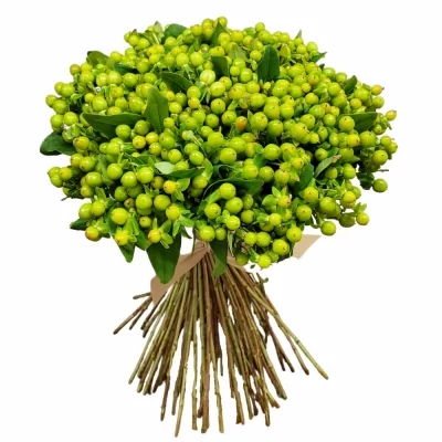 Kytice 100 zelených hypericum WANDA