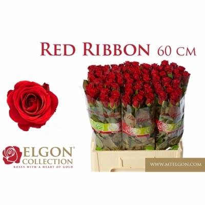 Kytice 25 červených růží RED RIBBON 40cm