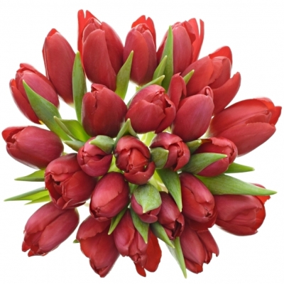 Kytica 25 červených tulipánov STRONG LOVE