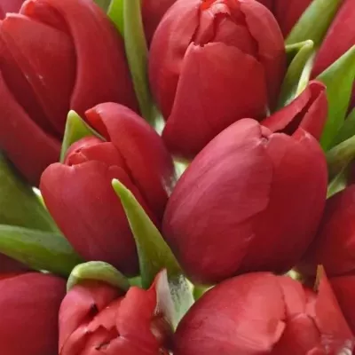 Kytice 25 červených tulipánů STRONG LOVE