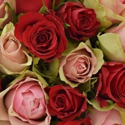 Kytice 25 míchaných růží ROSEBELLINE 50cm