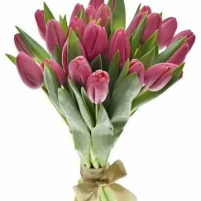 Kytice 25 růžových tulipánů CAROLA 40 cm