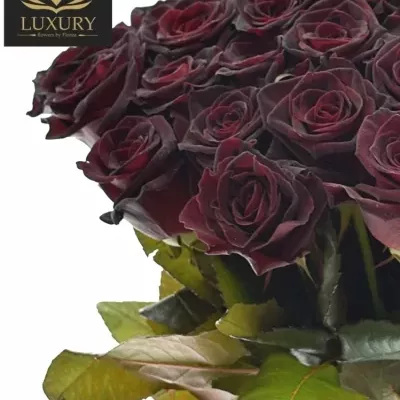 Kytice 35 luxusních růží BLACK BACCARA 70cm