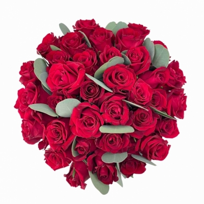 Kytice 35 růží EVER RED 60 cm   EUCALYPTUS