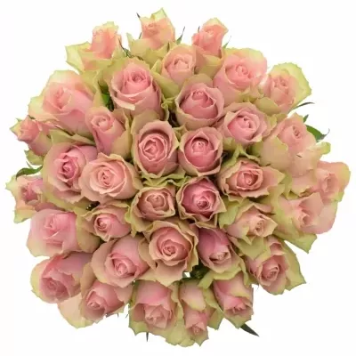 Kytice 35 růžových růží BELLE ROSE 50cm