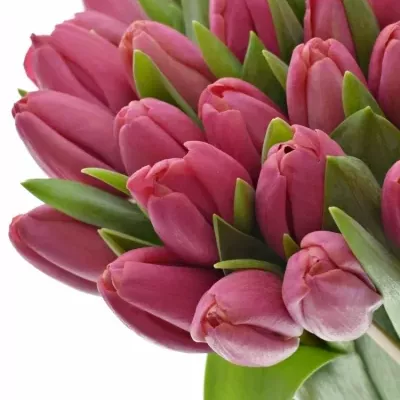 Kytice 35 růžových tulipánů CAROLA 40 cm