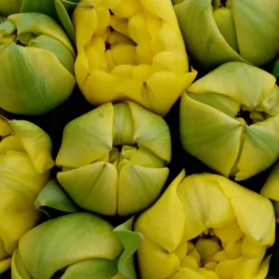 Kytice 35 žlutých tulipánů YELLOW POMPENE