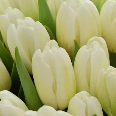 Kytice 50 bílých tulipánů ROYAL VIRGIN 35cm