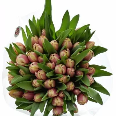 Kytice 50 růžových tulipánů LIFESTYLE 40cm