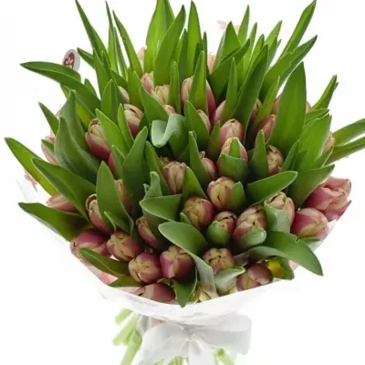 Kytice 50 růžových tulipánů LIFESTYLE 40cm