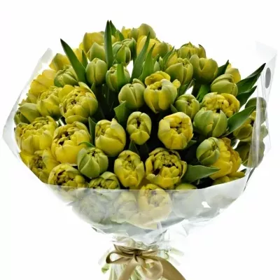 Kytice 50 žlutých tulipánů YELLOW POMPENE 38cm