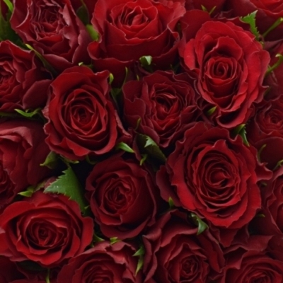 Kytice 55 červených růží MANDY