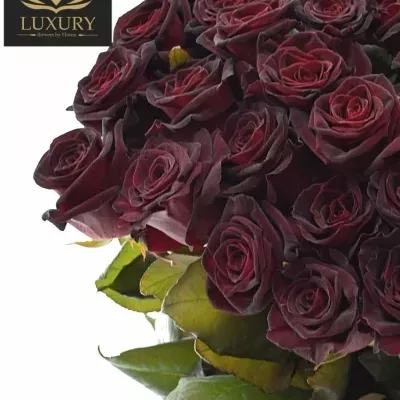 Kytice 55 luxusních růží BLACK BACCARA 70cm