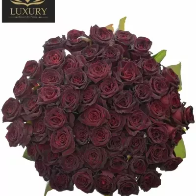 Kytice 55 luxusních růží BLACK BACCARA 70cm