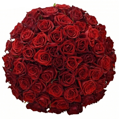 Jednodruhová kytice 55 červených růží TESTAROSSA 50 cm