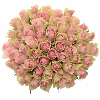 Kytice 55 růžových růží BELLE ROSE 50cm