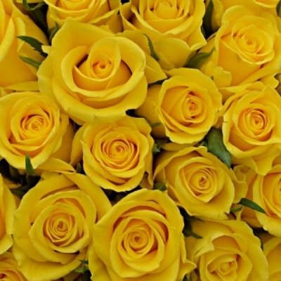 Kytice 55 žlutých růží NJANO!