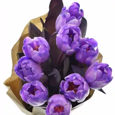 Kytice 9 fialových tulipánů ANTARCTICA PURPLE 38cm