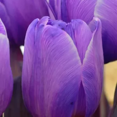 Kytice 9 fialových tulipánů ANTARCTICA PURPLE 38cm