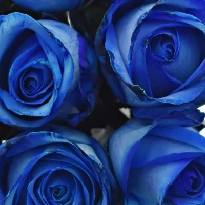 Kytice 9 modrých růží BLUE SNOWSTORM+ 40cm