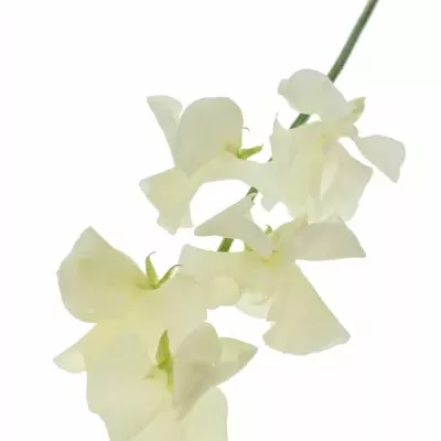 LATHYRUS MISTY CREME 30cm