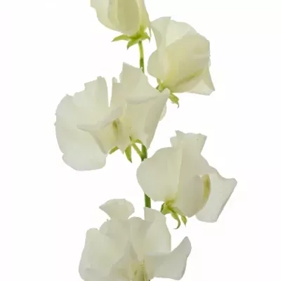 LATHYRUS MISTY CREME 30cm