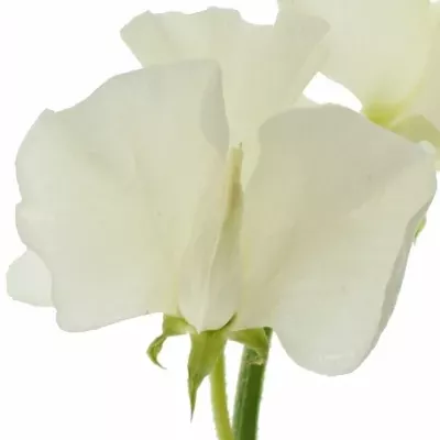 LATHYRUS MISTY CREME 30cm