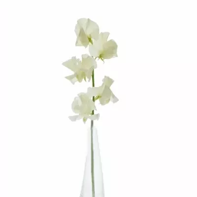 LATHYRUS MISTY CREME 30cm