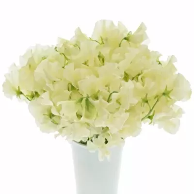 LATHYRUS MISTY CREME 30cm