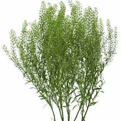 LEPIDIUM GREEN DRAGON 70cm