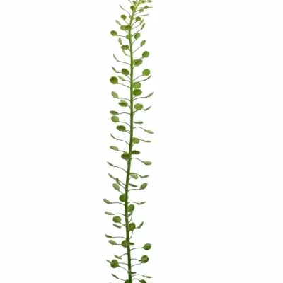 LEPIDIUM GREEN DRAGON 70cm