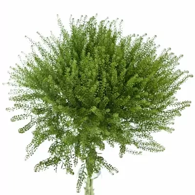 LEPIDIUM GREEN DRAGON 70cm