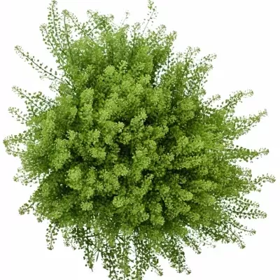 LEPIDIUM GREEN DRAGON 70cm